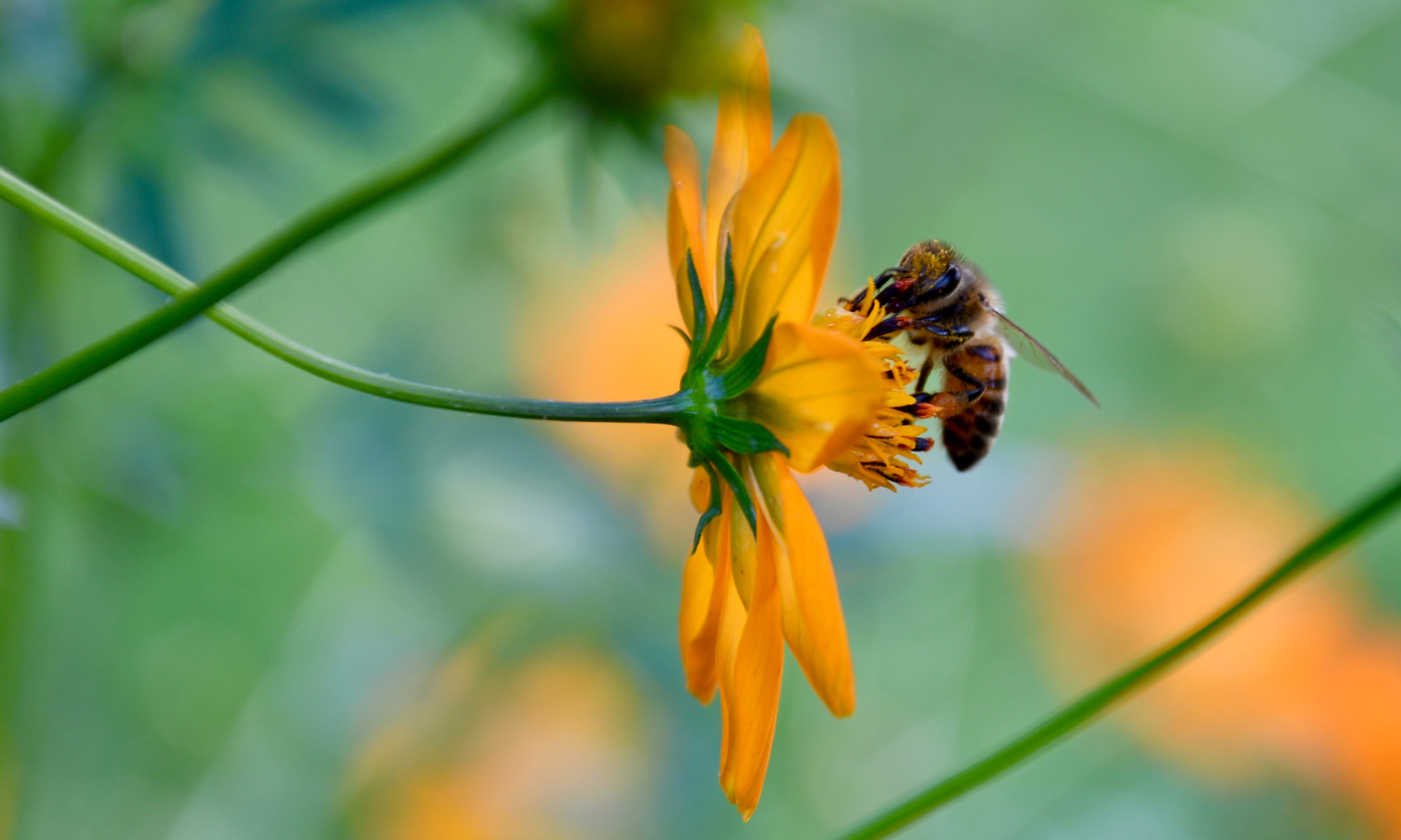 Les objets connectés et la modélisation au service des abeilles