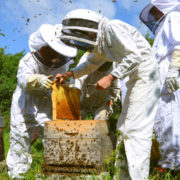 Formez vous en apiculture, de l’initiation au perfectionnement