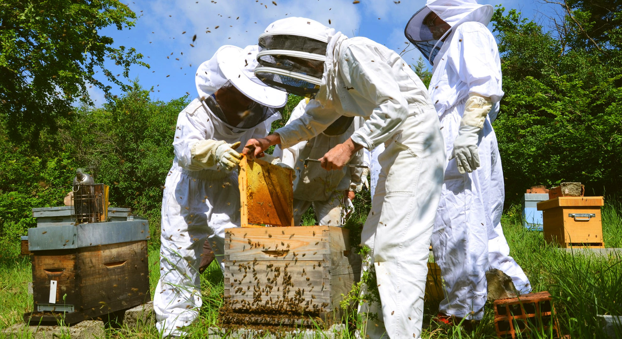 Formez vous en apiculture, de l’initiation au perfectionnement