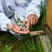 Communiqué : L’Abeille du 18 juin 2019