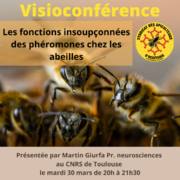 Visioconférence : Les fonctions insoupçonnées des phéromones chez les abeilles
