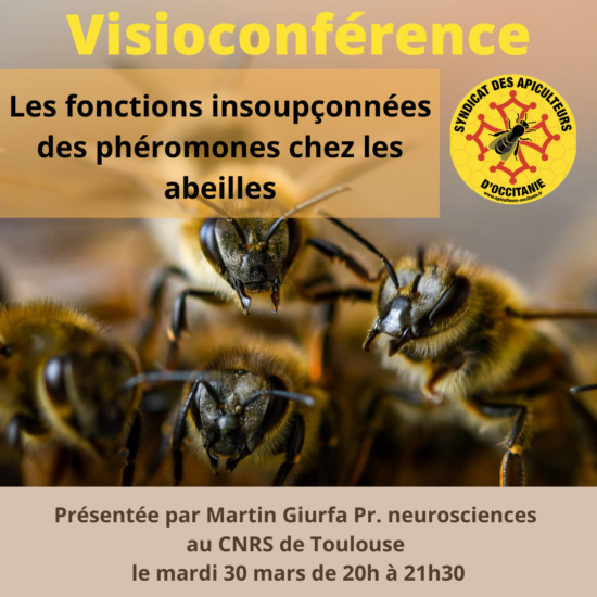 Visioconférence : Les fonctions insoupçonnées des phéromones chez les abeilles